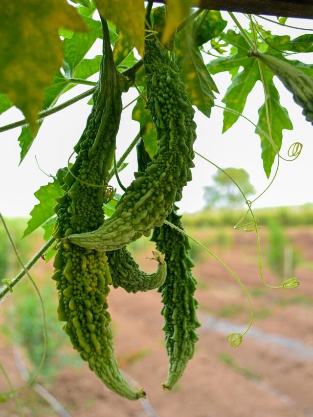 Karela Ki Sabzi Recipe: A Delicious and Nutritious Dish