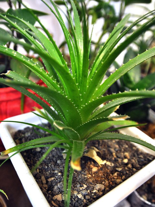 5 Health Benefits of Aloe Vera plant.