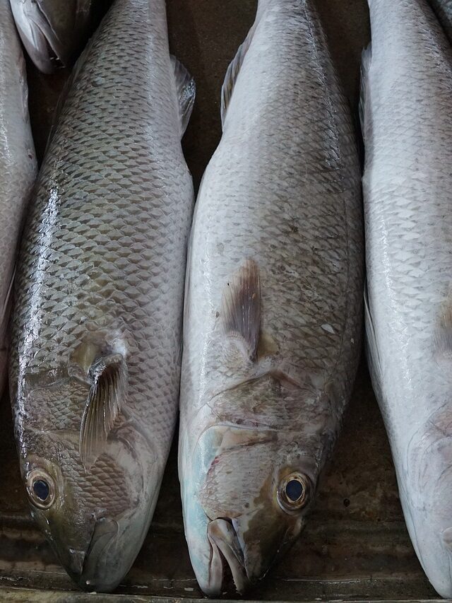 Bottle Gourd  with Fish head Recipe: A Delicious and Healthy Dish