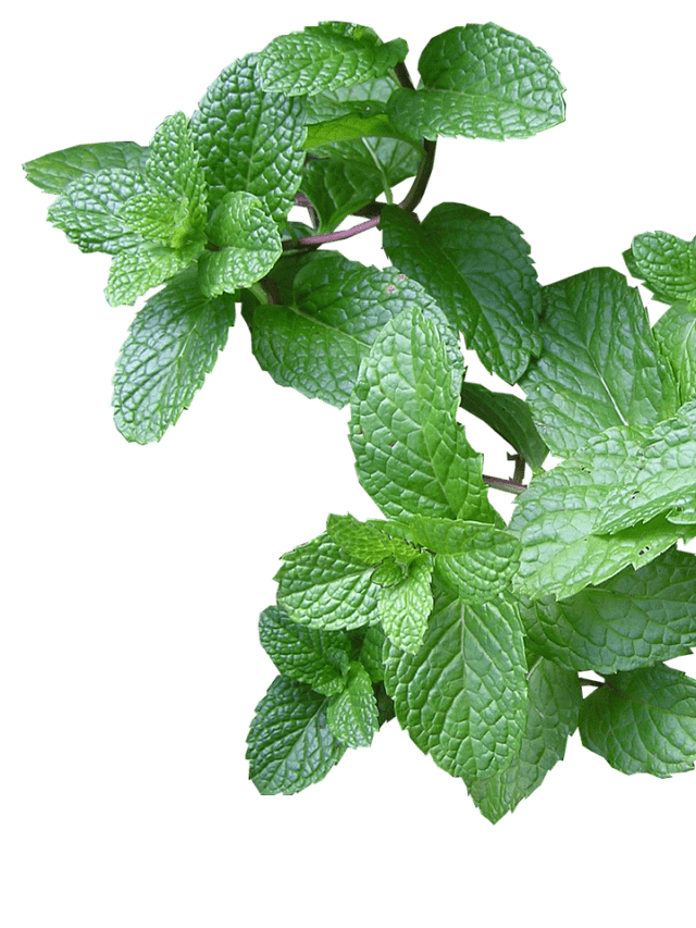 Mint Benefits for Skin and Health: A Refreshing and Nourishing Herb