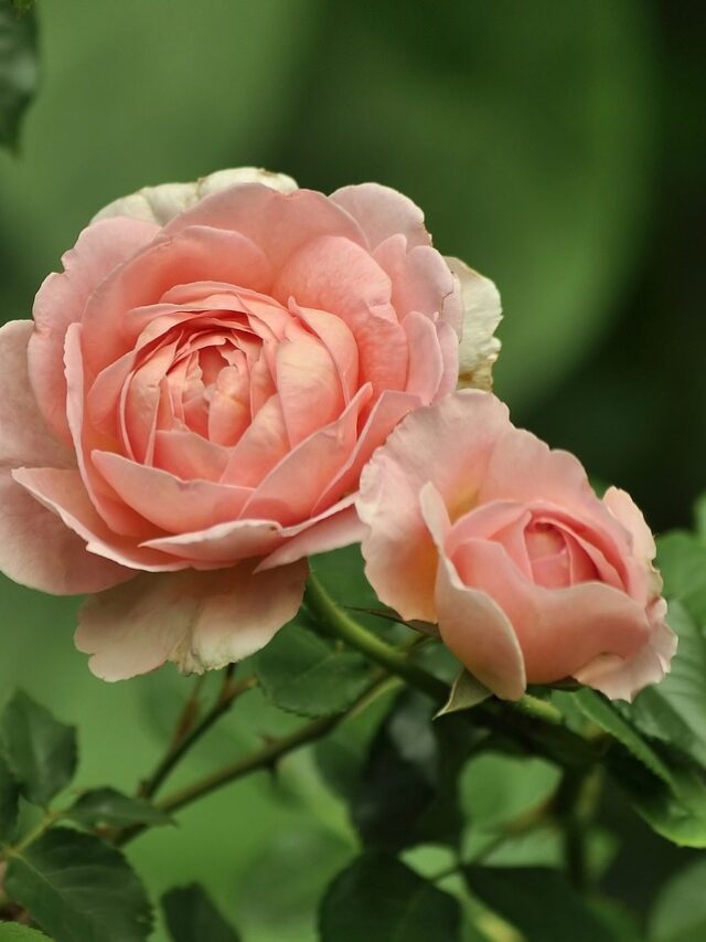 Rose:The Key To Beautiful Skin