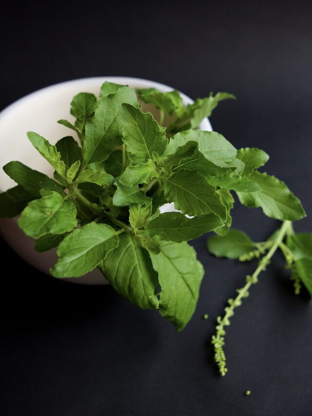 The Tulsi:Bring Good Luck, With Every Beat