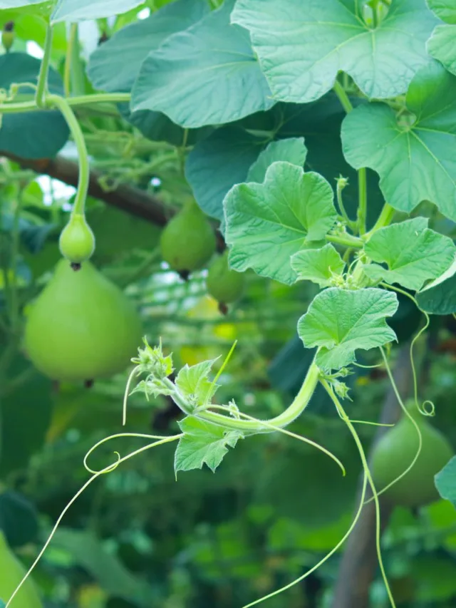 AMAZING ASH GOURD BENEFITS FOR SKIN